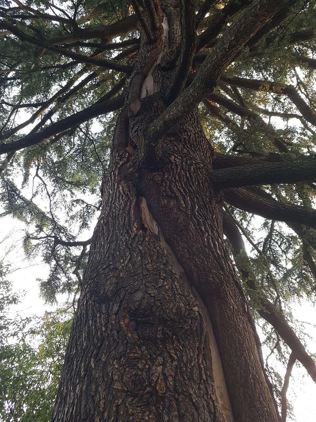 Un gigante verde testimone del tempo