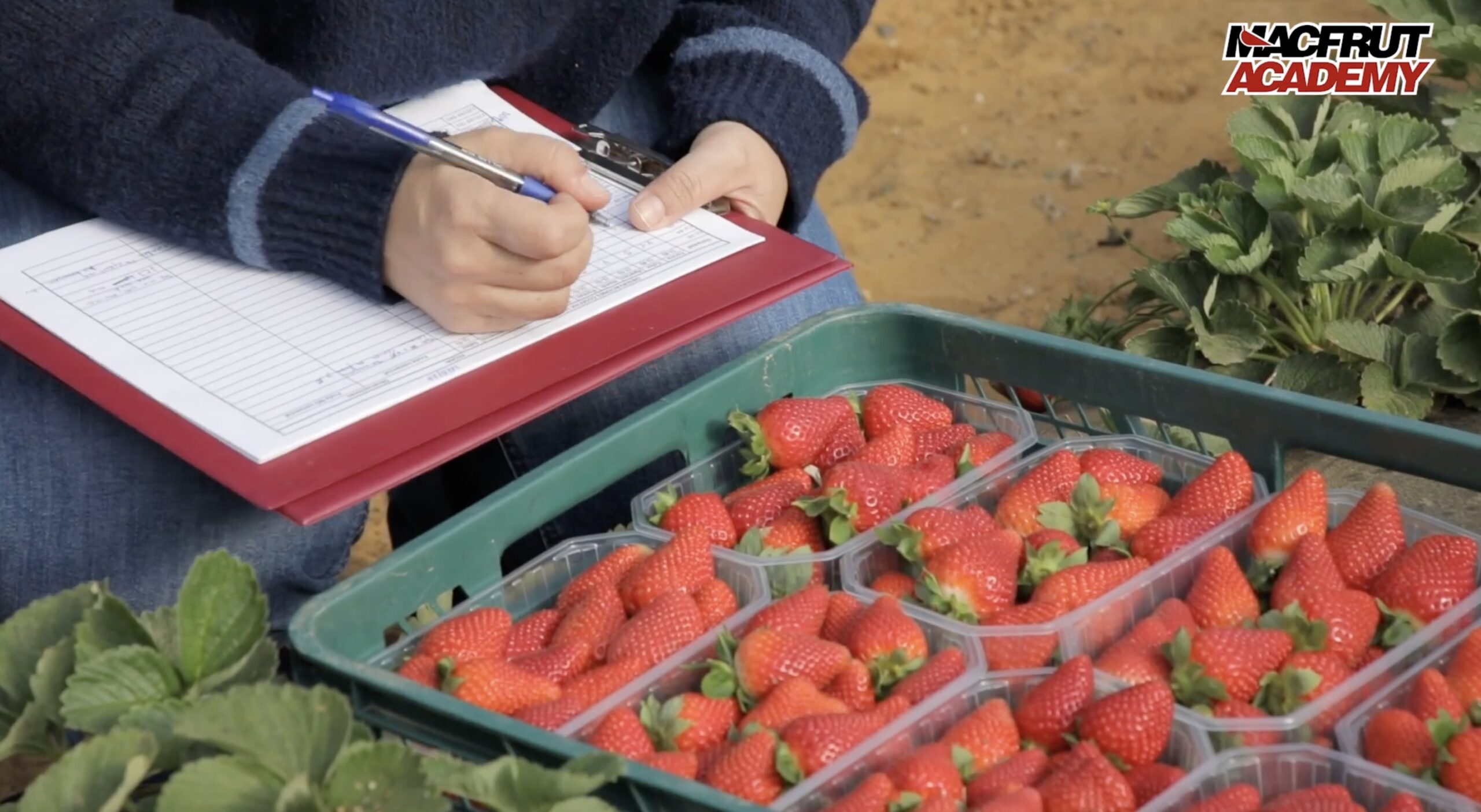 Macfrut Academy, nuova videolezione. Giovedì 19 settembre alle ore 17 riflettori sulla Fragola: dalla ricerca al mercato passando per produzione, nuove varietà ed esperienze mondiali